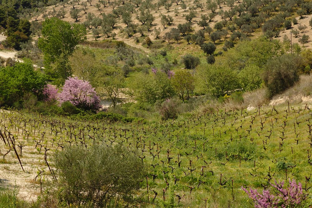 Vineyards and olive trees on a hillside in the Peloponnese